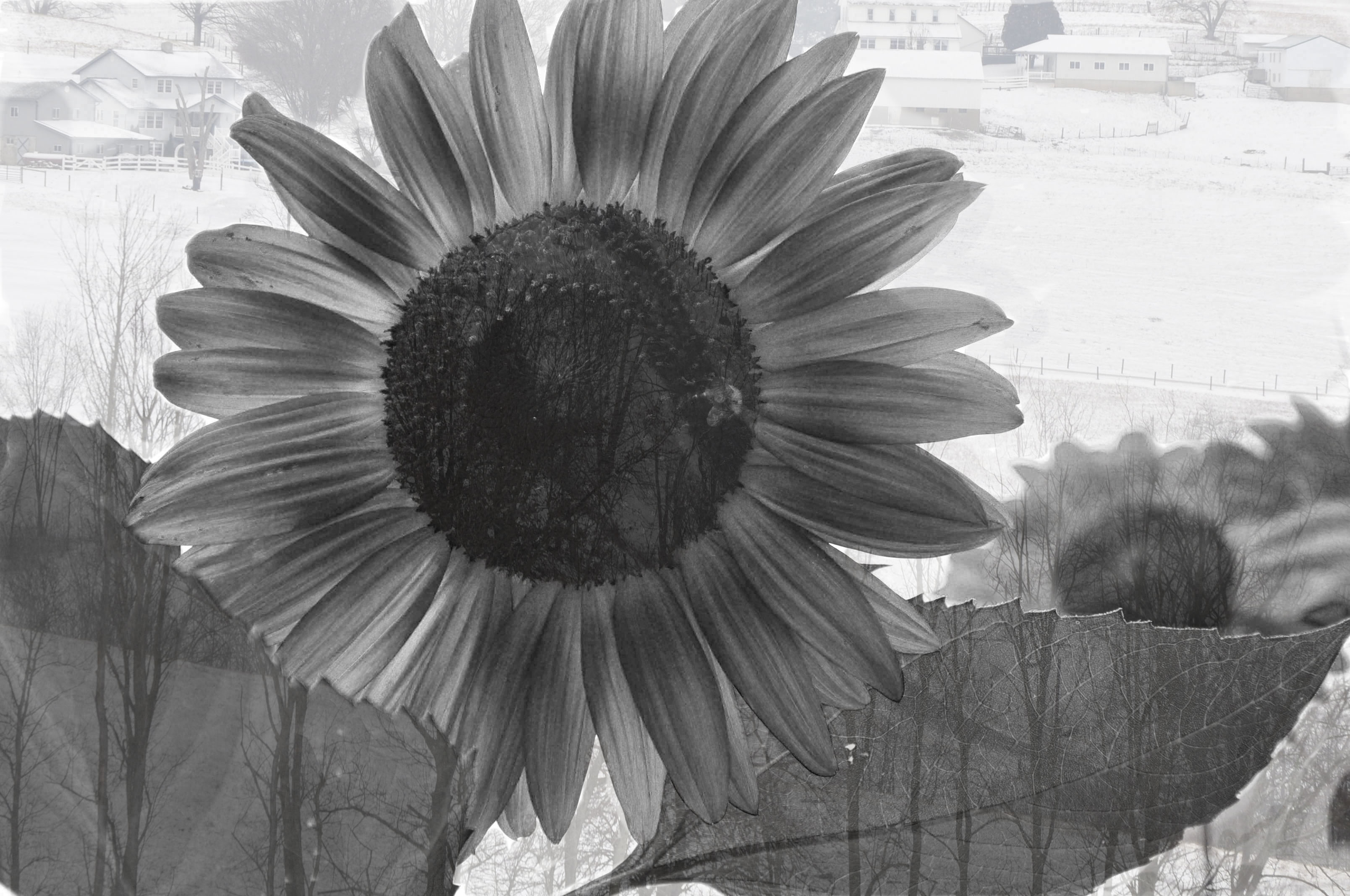 Sun Flowers With Images